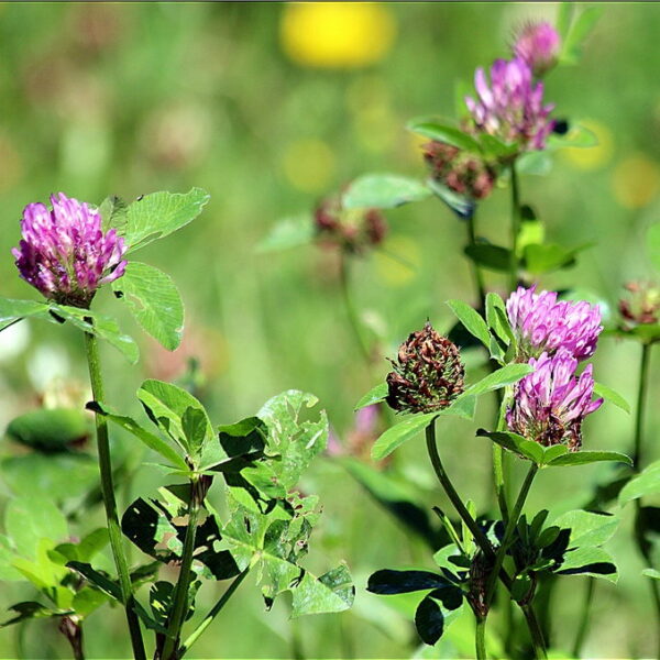 Premium Alfalfa - prášok - Image 3