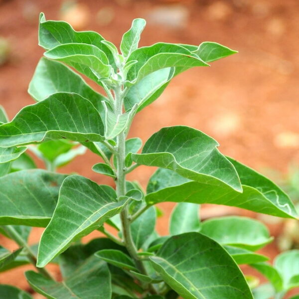 RAW Organic Ashwagandha - prášok - Image 5