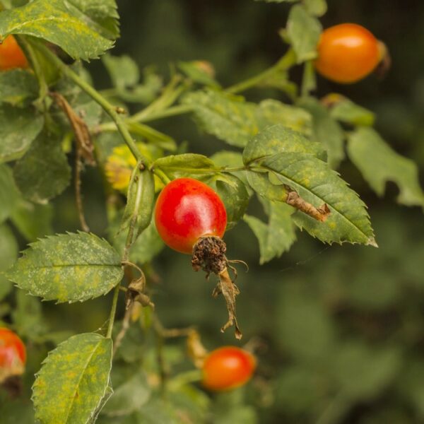 Organic Šípka - prášok - Image 4
