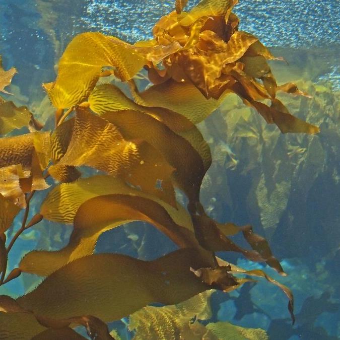 a brown seaweed in water